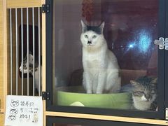 -御宝贝·A梦猫科宠物医院(国际猫友好医院)