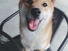 -柴犬高等学院·狗咖·柴犬售卖·宠物训练