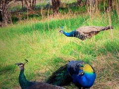 -北京麋鹿生态实验中心