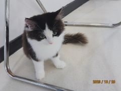-共舞时光猫咖·狗咖(新街口店)
