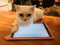 -猫小院猫主题餐厅(三里屯店)