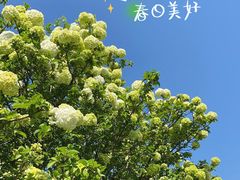 -上海滨江森林公园