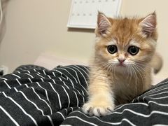 -欣宠猫屋·矮脚拿破仑·蓝金金渐层