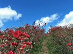 -大围山国家森林公园