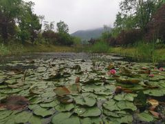 -石塘人家