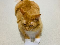 -藏猫猫咖啡主题馆(中央大道店)