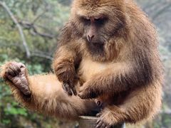 -峨眉山风景名胜区