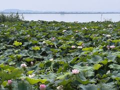 -七的湖·晚芳亭·阳澄湖农家菜·大闸蟹(莲花岛店)