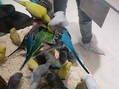 -怪兽屋·羊驼·猫咖·狗咖(俊华广场店)