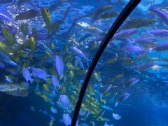 -太平洋海底世界