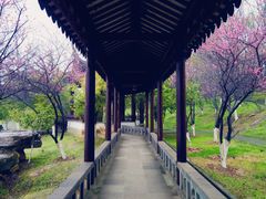 -八大山人梅湖景区