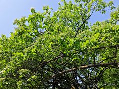 -昆山城市生态森林公园