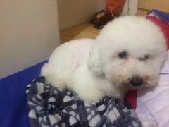 -彩虹桥宠物火化殡葬善终服务(金乐大厦店)