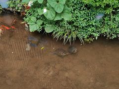 -雅安上里古镇