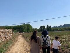 -北京东方普罗旺斯薰衣草庄园
