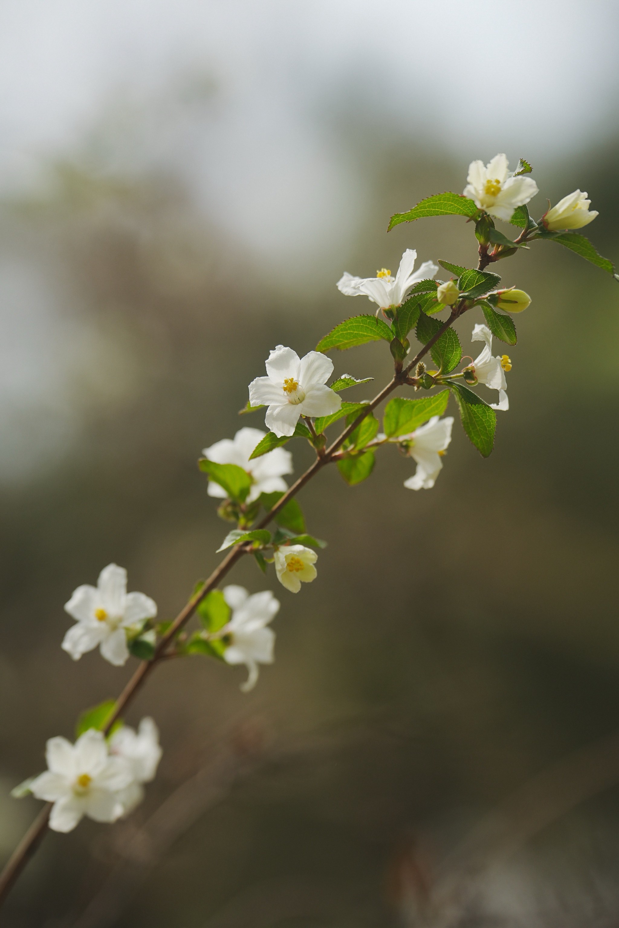 大花溲疏花期图片