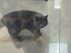 -艾贝尔宠物医院 ·内科全科(梁溪路店)