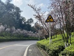 -铁山坪森林公园