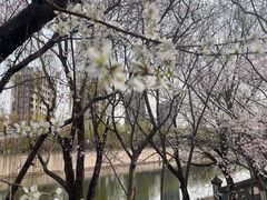 -桃花堤公园
