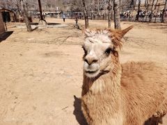 -大连森林动物园