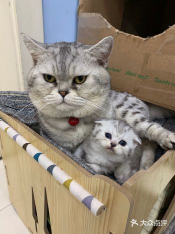 不要搞错这是猫爸爸!猫爸爸!!负责任的猫爸爸!会带孩