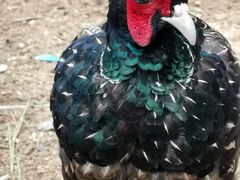 -石家庄市动物园