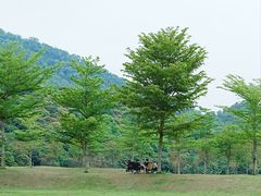 -风云岭森林公园