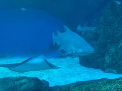 -海合安成都极地海洋公园