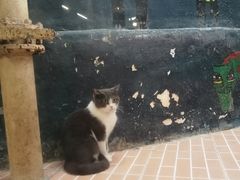 -猫咪博物馆(顶澳仔猫街店)