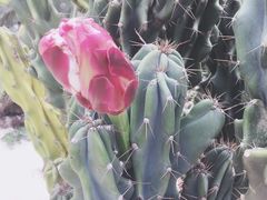 -忆夏爽黑仔漳州四果汤(顶澳仔猫街店)