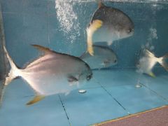 -源海渔村·现捞海鲜(大角湾店)