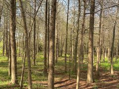 -上海海湾国家森林公园