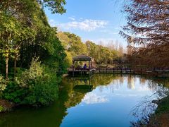-上海滨江森林公园