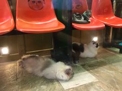-猫咪博物馆(顶澳仔猫街店)