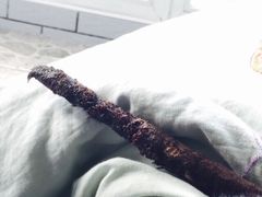 甄爱宠物诊所-甄爱宠物医院(疏影路店)