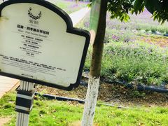-紫颐香薰山谷景区