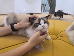 -1013 PET SHOP精品宠物商店(丁香店)