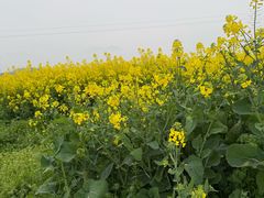 -径山花海