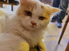-平行世界·猫咖(首经贸店)