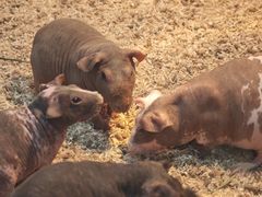 -上海大自然野生昆虫馆(东方明珠·爬宠昆虫探索中心)