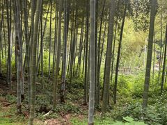 -东明山森林公园
