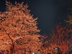 -西北湖绿化广场