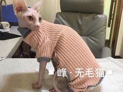 -宠爱国际动物医院· 猫科· 外科·中兽医(长白店)