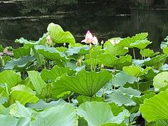 -荔湾湖公园