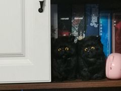 -猫尾侦探俱乐部·剧本杀·狼人杀