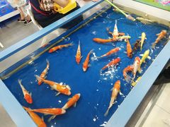 -宝贝王(惠州大亚湾店)