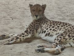 -鄂尔多斯野生动物园