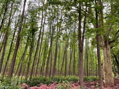 -上海共青森林公园