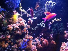 -西雅图水族馆