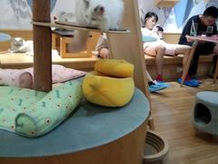 -滚猫咖啡·猫咖·猫友好撸猫(未来城店)